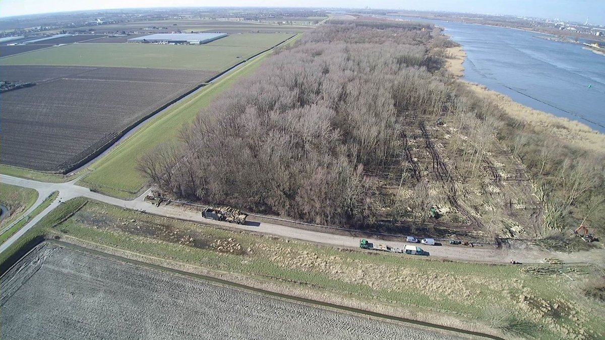 Dit hele bos in de Hoekse Waard gaat er aan voor een windpark. Hoe "duurzaam' is dat?!..
ad.nl/hoeksche-waard…