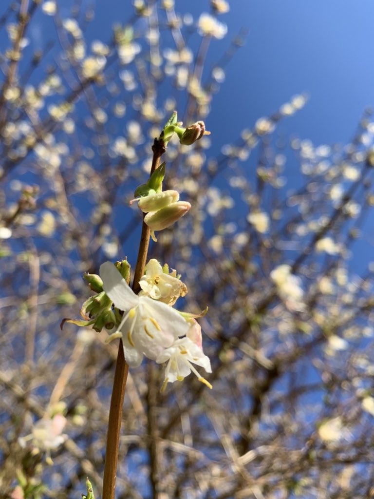 trugandlettuce's tweet photo. Can you smell the fragrance? Hear the birds? The bees? Feel the warmth of the sun on your back? I can. Glorious.
#trugandlettuce #fromegardeners #frome #plot2plate https://t.co/Byr1WDYjas