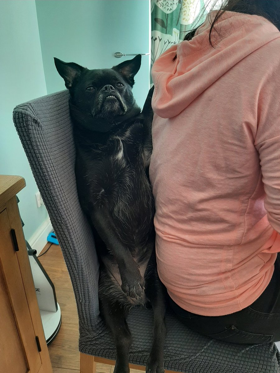 craigdyoung's tweet photo. You carry on working from home. I'm just going to chill here. #BatPigDog https://t.co/LduXilawG0