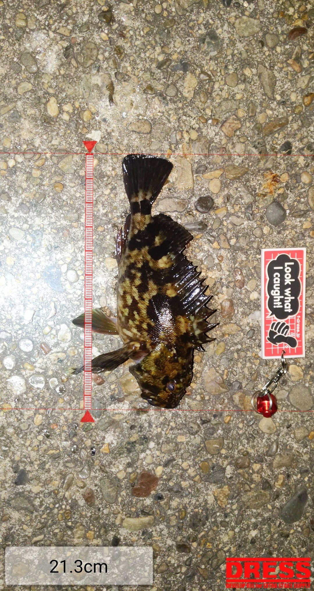 玉ねぎ 一昨日3匹 昨日3匹 今日5匹 ワームだめ パワーイソメとガルプと熟成アクアの臭い汁総力戦でこれ カサゴ渋いなー 何がいけないのかわからない 名古屋港釣り カサゴ ガルプ パワーイソメ 熟成アクア T Co Uviaqum7d1 Twitter
