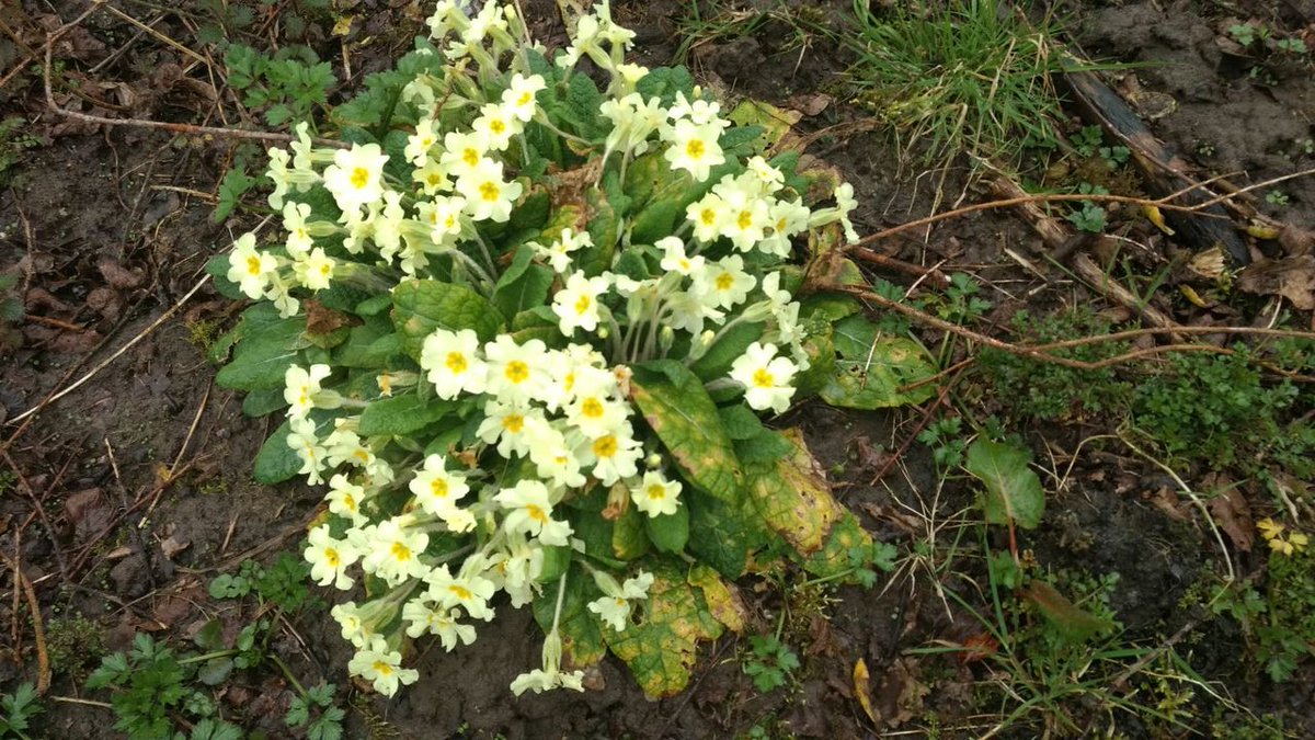 Yellow Primroses, some more early colour  with edible flowers and young leaves. Always confirm identification of wild foods before eating and ensure it is legal to harvest them. Easy to grow they naturally spread  #veganic #wild #food #yellow #Primroses