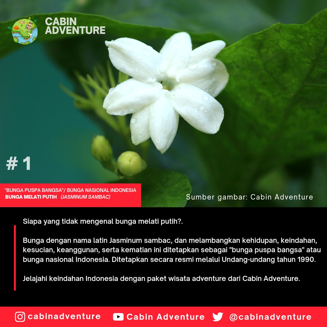 Benefits Of Jasmine White Flowers For Nursing Mothers Manfaat Bunga Melati Putih Bagi Ibu Menyusui English Indonesian Steemit