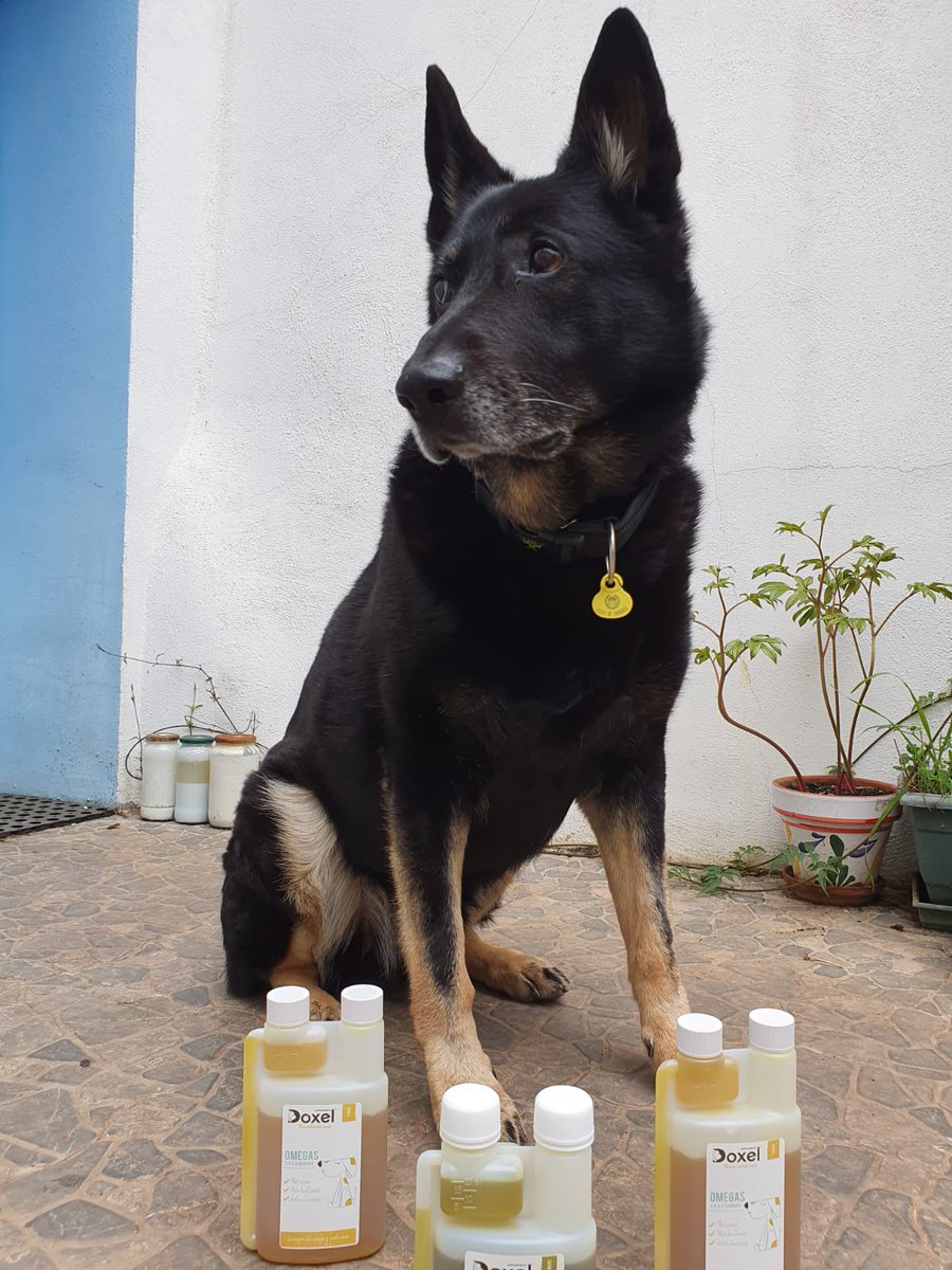 heroesde4patas's tweet photo. #Harley posando con el regalito de #doxel para nuestros héroes. https://t.co/ginGXPRYDK