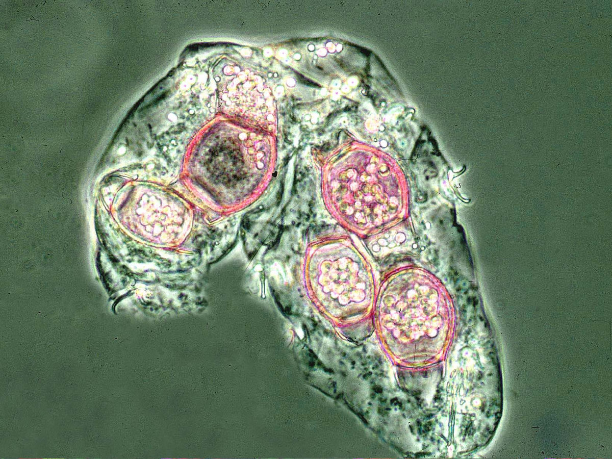 Various aspects of the mating system in Mucorales, image size:1200x900