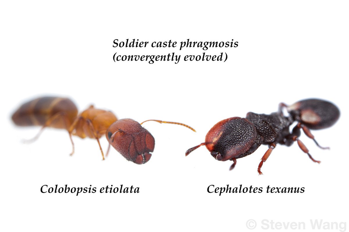stressiptera's tweet photo. Do you also have a problem with others coming into your snug hardwood twigs and eating your sisters? No problem. 
Become door.

Colobopsis etiolata, Cephalotes texanus
Texas, USA. https://t.co/CpTpoeALOw