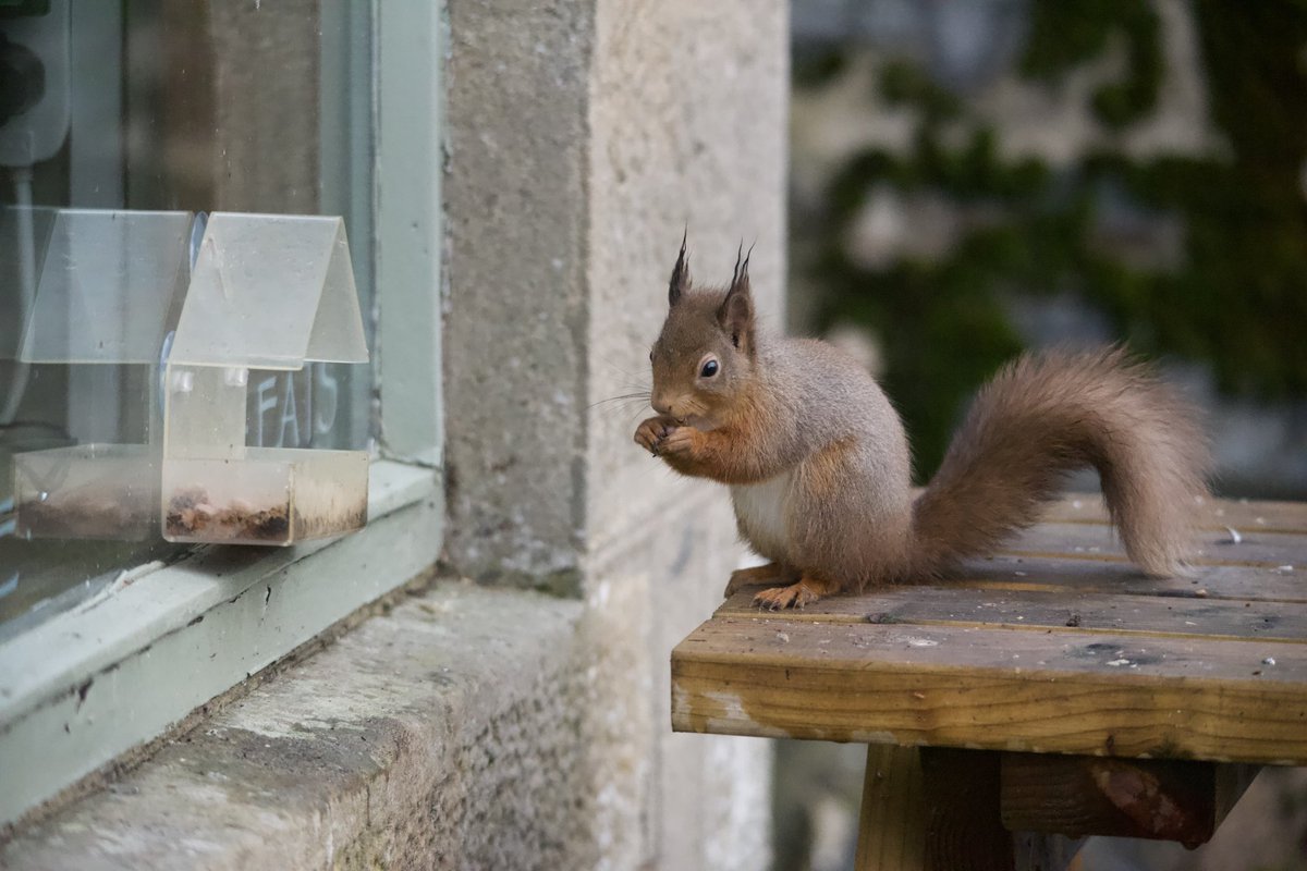 StuartLilleyPh1's tweet photo. Cyril the squirrel is the only one using our seating at the cafe.
#stuartlilleyphotography #redsquirrels #cyrilthesquirrel #cute #cuteness @DrAmirKhanGP @ScotSquirrels @nature_scot @SquirrelAccord #wildlife #lockdownwildlife #gardencreatures #nature https://t.co/U3Pn4YrL0M