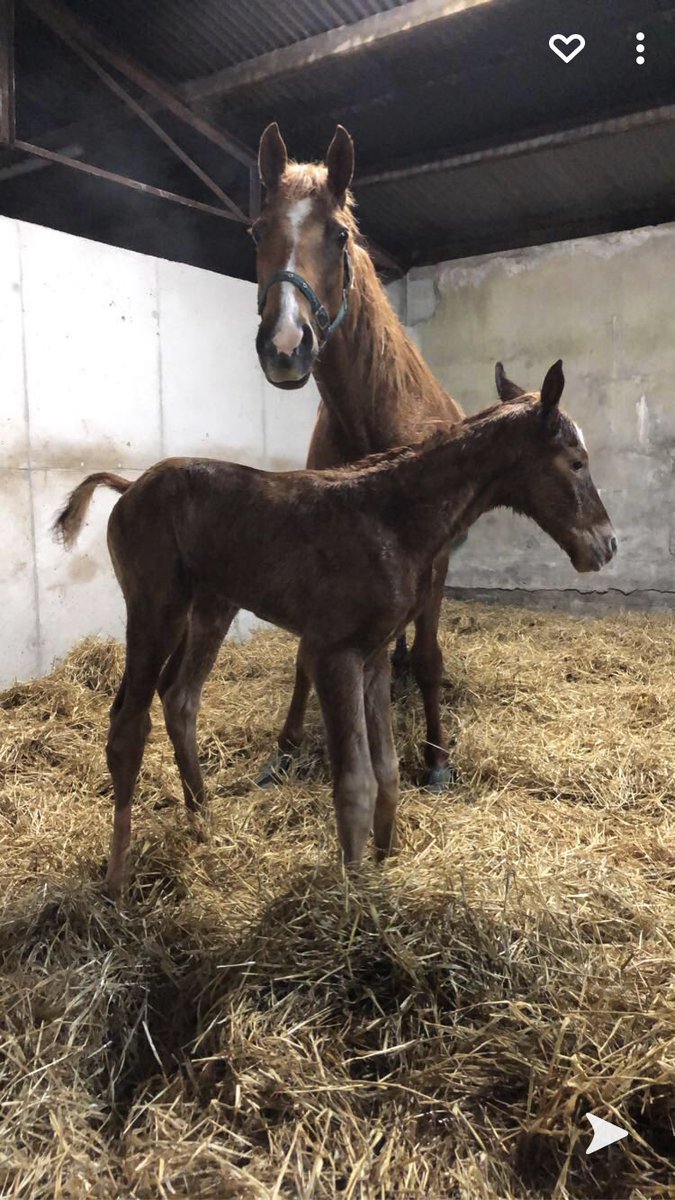 Ballinafad Stud tweet media