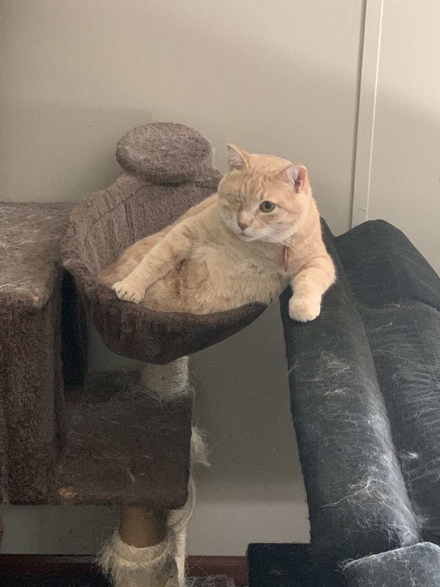 cyraschaefer's tweet photo. @jennzahling Here’s my sister’s cat (One-Eyed Willy) just chillin. https://t.co/LEmRnanTL4
