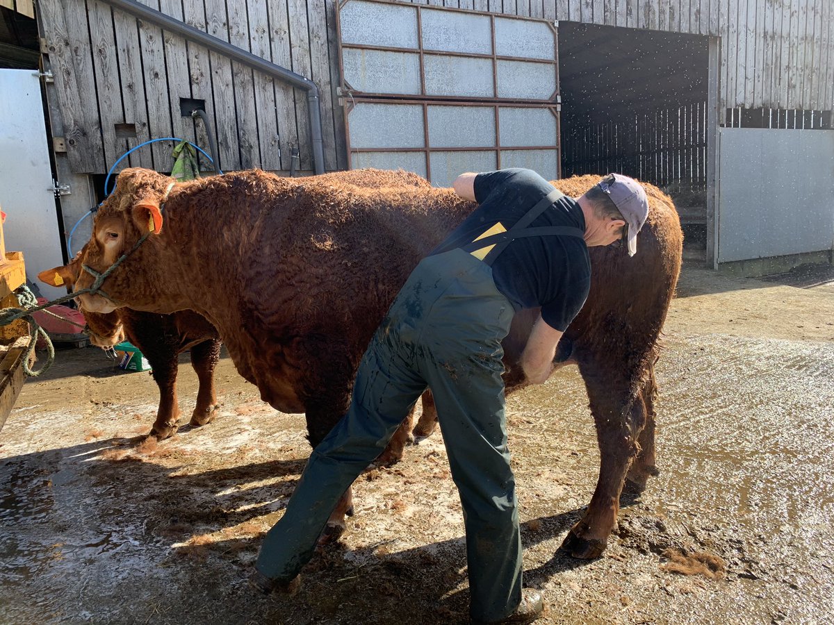 ☀️day for washing the bulls going to #SDHBS bull sale-Exeter 24th March. Viewings welcome by appointment. Choice of 5 on farm 🐂
