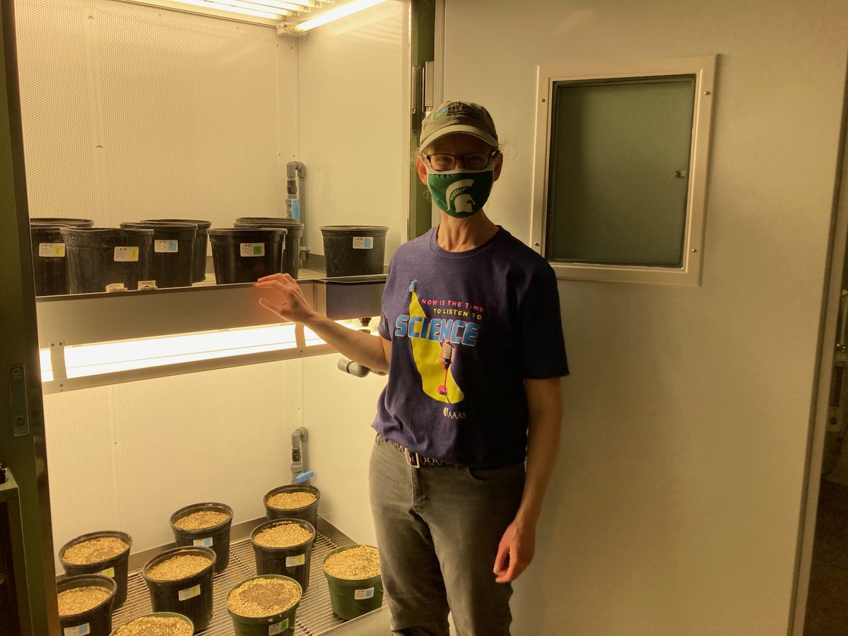 Ashley Shade, Ph.D. (@ashley17061) on Twitter photo #ShadeLab team effort to set up our G2 seed #microbiome experiment -
We're investigating the impact of multigenerational stress on the seed microbiome and its outcomes for plant health in common bean
#BeansAreYummyAndHaveMicrobiomes
@MSU_MMG <a href="/MSU_PRI/">MSU Plant Resilience Institute @msupri.bsky.social</a> <a href="/MSU_PSM/">MSU-PSM Department</a> @MSU_NatSci #ShadeLab team effort to set up our G2 seed #microbiome experiment -
We're investigating the impact of multigenerational stress on the seed microbiome and its outcomes for plant health in common bean
#BeansAreYummyAndHaveMicrobiomes
@MSU_MMG <a href="/MSU_PRI/">MSU Plant Resilience Institute @msupri.bsky.social</a> <a href="/MSU_PSM/">MSU-PSM Department</a> @MSU_NatSci