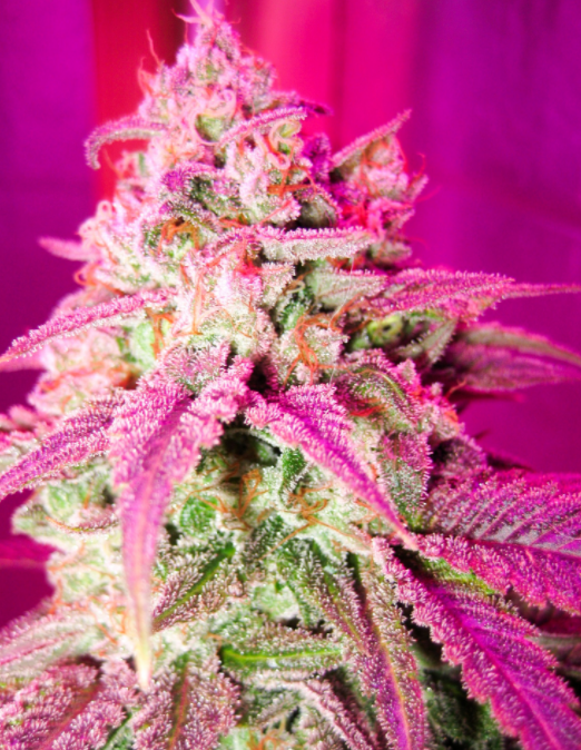 BlackDogLED's tweet photo. Happy #FrostyFriday everyone! Hope your #buds are looking as good as this one!
#BlackDogLED https://t.co/CQ8lvLpmfT