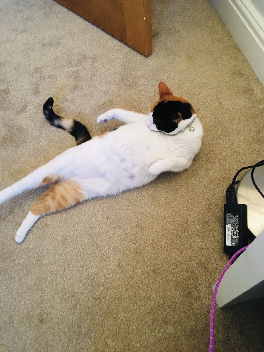 ClareLongton's tweet image. Yay! The out of office is on and ID hung up for a week for annual leave #lockdownleave #catsoftwitter #rheumapet see you in a week @TherapiesRLI @UHMBT_Rheum @BlackpoolHosp