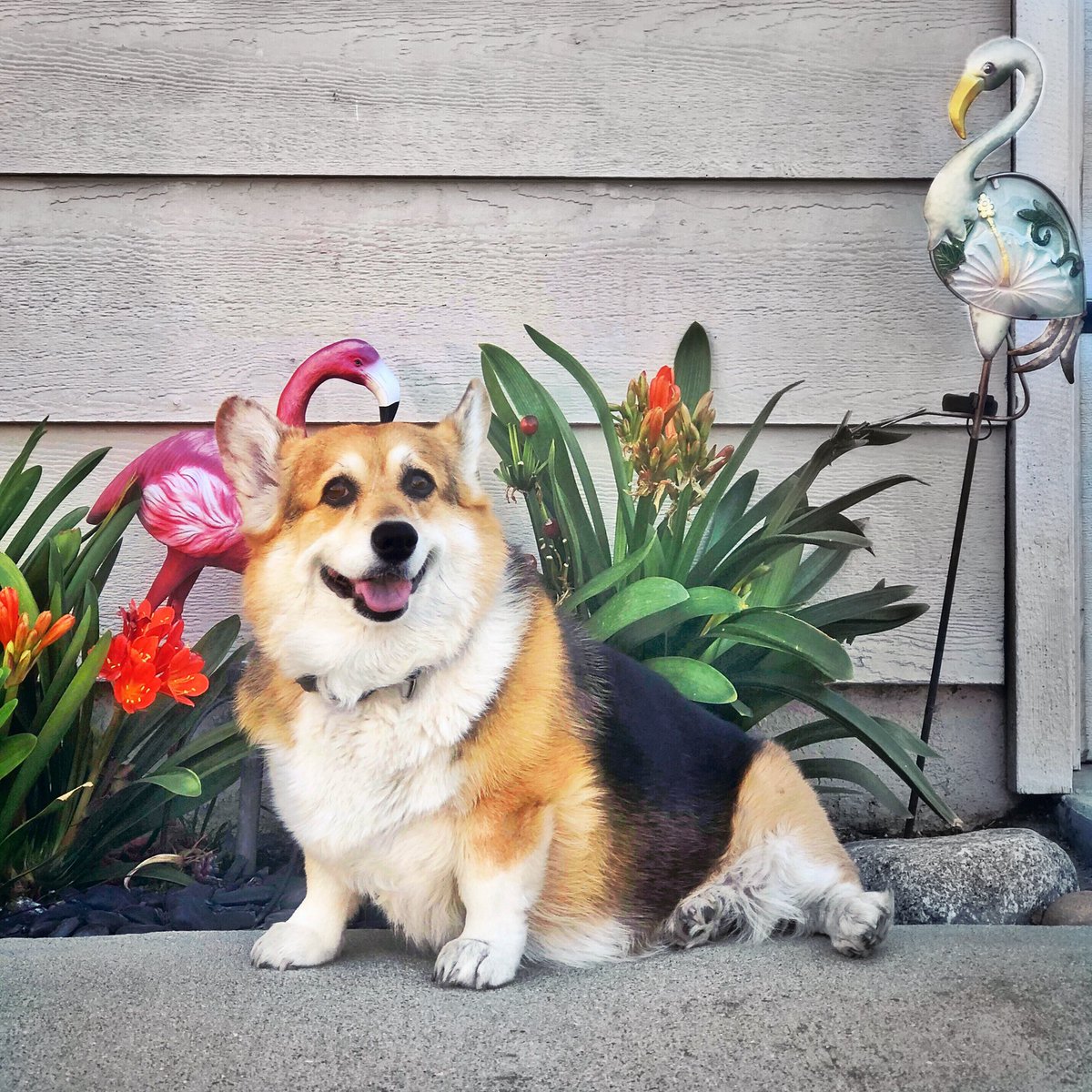 corgi_zero's tweet photo. What’s the opposite of a flamingo?
...
...
... A flamin-stop! 😂🦩🛑

#FriYAY #ReadyToFlamingle #FlockYouIfYouDontLikeMyPuns https://t.co/w73BSNZ4Xs