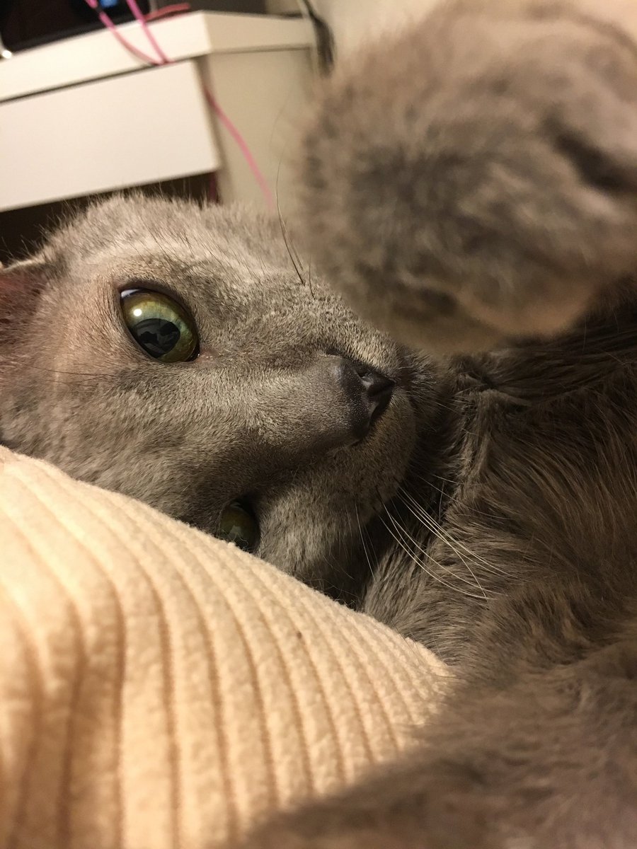 なかもと على تويتر 最後まで自力でトイレいって中で疲れて寝ちゃったり 撫でたり 好きだった食べ物の匂い嗅ぐ と嬉しくてすごいエンジン音ならして 今日も元気だよー っていっぱいアピールしてくれて 本当にいい子だった もう苦しくないから 天国でいっぱいご飯