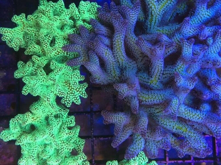 reefbuilders's tweet photo. Blue Zing Birdnest is a Unique Cross of Popular Seriatopora Strains https://t.co/8tcmtEMvCx https://t.co/iLzC83xCaj