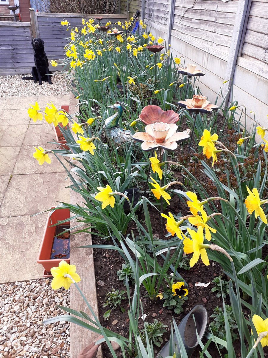 FurbabyPrince's tweet photo. Furpals #dogsindaffadils nice warm afternoon so up the top of my garden with hudad tea and biscuits and my luvely dads looking good hope yourself safe out there, don't forget its Rugby weekend I know who I'll be barking for.🏴 #england🌹#rosemen #StaySafe https://t.co/hL765egi1u