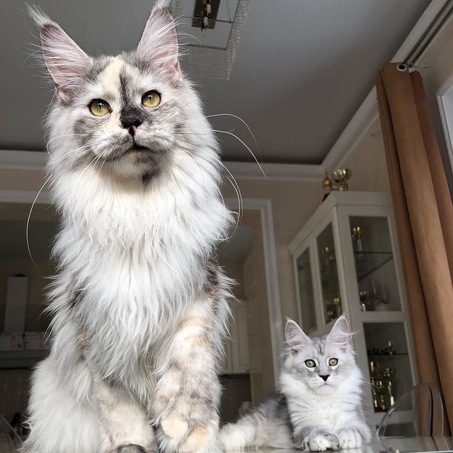 lover_mainecoon's tweet photo. What is your favorite color? 😻
#cat #Caturday #catsofinstagram #catoftheday #CatsOnTwitter #mainecoon #Canada https://t.co/ko8MB5ZpsZ