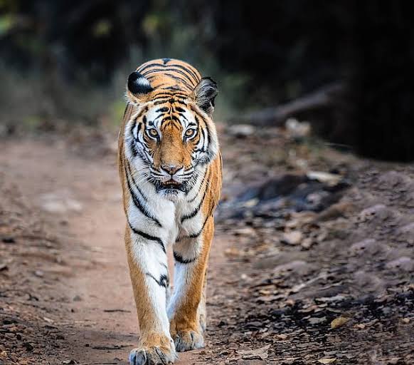 Solo The Tigress🐾🐾Fallen Queen Of Bandhavgarh 🐅 
Rest In Peace Solo 💔
youtu.be/6qDCv3ns-TM Truly Sad How Wildlife Is Not Become A Priority, Hope Her Cubs Are Safe And Secured 💟 #SaveTigers #SaveWildLife #SaveWorldWildLife #SaveWildLifeHabitat #SaveNature #SaveThePlanet