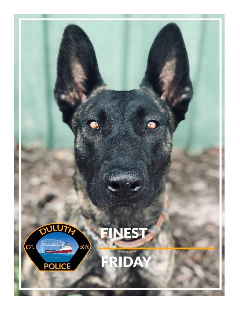 KateVanDaele's tweet photo. Losing any dog is never easy. Losing a K9 while they are protecting the public and their officers is worse. Sending prayers to K9 Luna’s handler and the Duluth Police Department this morning after K9 Luna was shot and killed during a domestic call last night. Gone too soon. #K9 https://t.co/b6JaNcYh6I