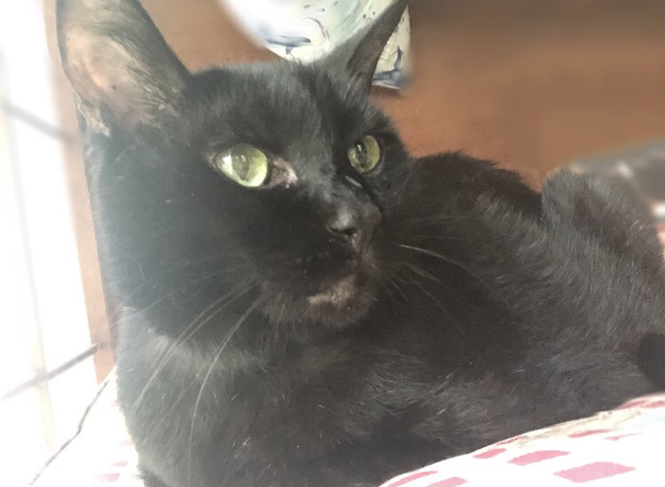 runasi003's tweet photo. 色々ありまくりの14年間、今までの猫の中で1番お騒がせ猫だったけどもう引っかかれる事も噛まれる事もゴロゴロ鳴いてくれる事もないんだと思うとすごい悲しいけど小5の時に拾ってきて怒られたりしたけど小5の自分に感謝してる✌🏻ウチにきてくれてありがとくろすけだいすき https://t.co/TlBwkDz2ox