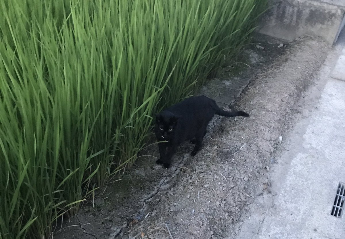 runasi003's tweet photo. 色々ありまくりの14年間、今までの猫の中で1番お騒がせ猫だったけどもう引っかかれる事も噛まれる事もゴロゴロ鳴いてくれる事もないんだと思うとすごい悲しいけど小5の時に拾ってきて怒られたりしたけど小5の自分に感謝してる✌🏻ウチにきてくれてありがとくろすけだいすき https://t.co/TlBwkDz2ox