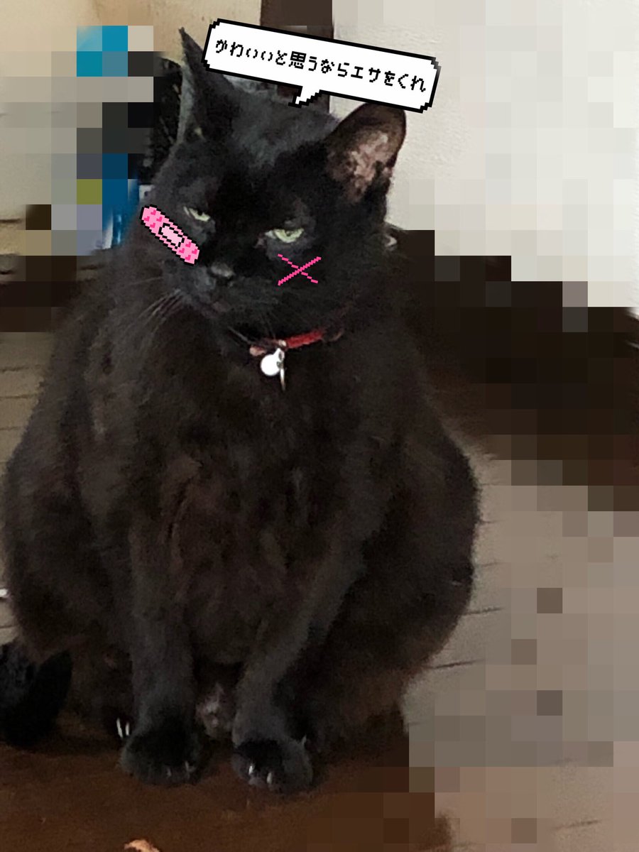 runasi003's tweet photo. 色々ありまくりの14年間、今までの猫の中で1番お騒がせ猫だったけどもう引っかかれる事も噛まれる事もゴロゴロ鳴いてくれる事もないんだと思うとすごい悲しいけど小5の時に拾ってきて怒られたりしたけど小5の自分に感謝してる✌🏻ウチにきてくれてありがとくろすけだいすき https://t.co/TlBwkDz2ox