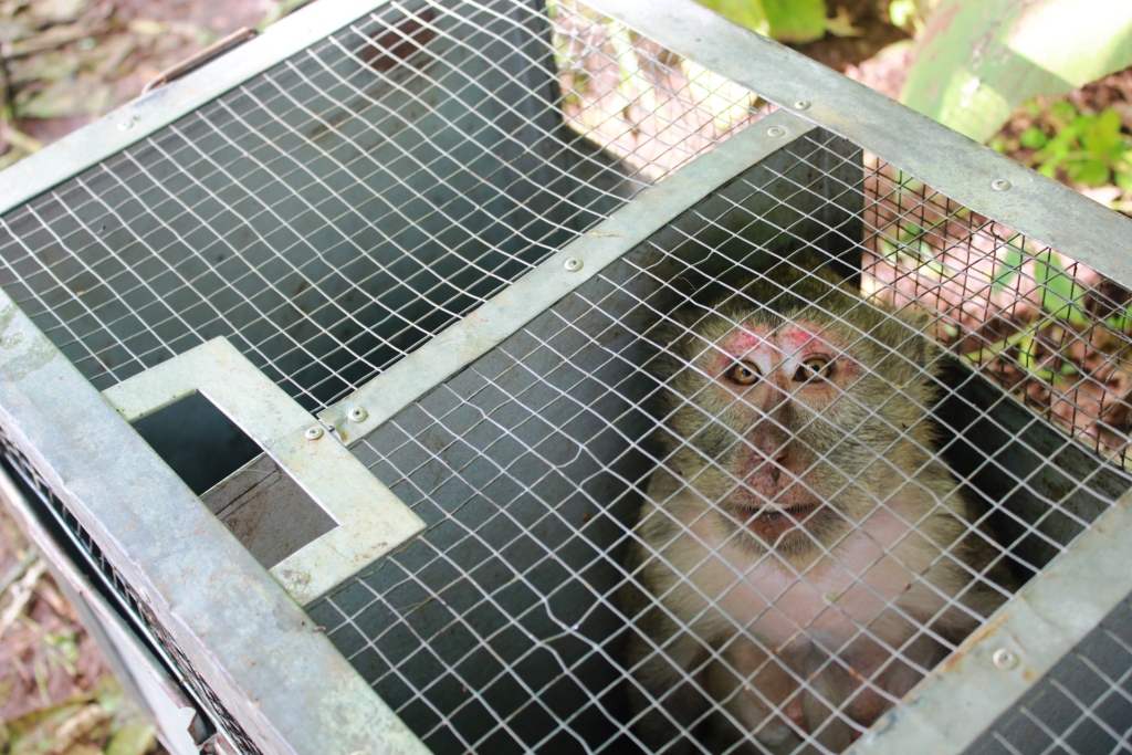 Captured long-tailed macaque, Indonesia. Photo credit: Pramudya Harzani