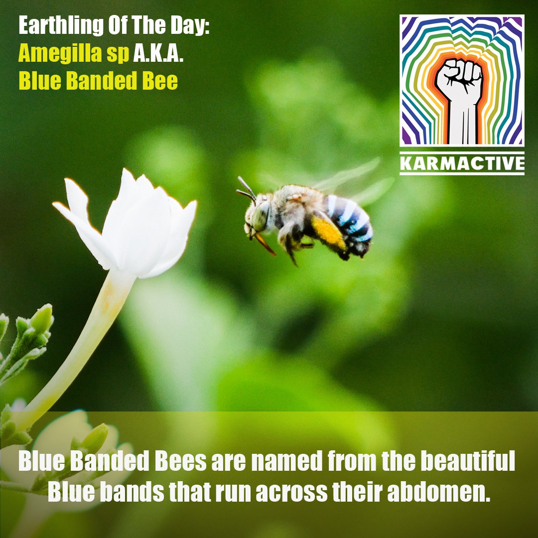 karmactivealive's tweet photo. Eathlng Of The Day:
Amegilla sp A.K.Aย ย
Blue Banded Bee
.
.
.
photo by @photoninhaler
Design by @karmactivealive
#Earth #bees #blueband #beesofinstagram #beekeepers #naturegram #environment #forest #ecologie #earthlings #amegilla #abdomen #beebeauty #karmactiveteam https://t.co/99two4wevn