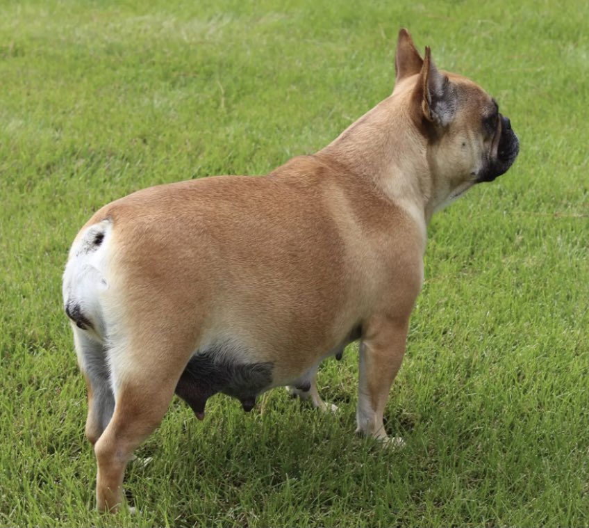 BulldogsPups's tweet photo. French Bulldog Puppies !
Penny &amp; Yeti are due March 15th. Interested parties can contact us about getting on our waiting list, and see all the  info on our website.

https://t.co/CeQZfj0dya
402-288-4403 home
402-860-0306 text https://t.co/HEh2rcI9CB