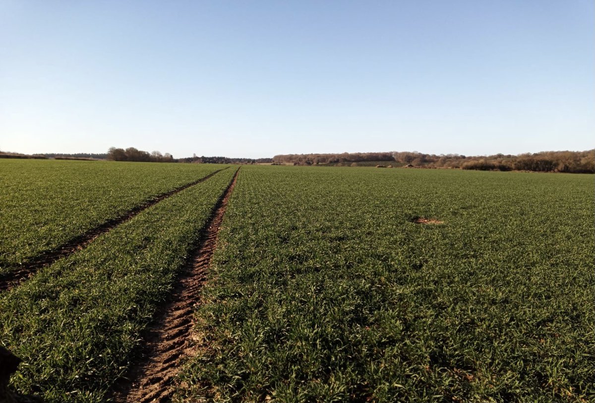 SamagriLtd's tweet photo. Nice to be back out in the fields after a long wet Winter with the feel of Spring in the air ☀️

Applying first dose of Nitrogen to a very healthy crop of Hybrid Rye https://t.co/IUcrsQaxBS