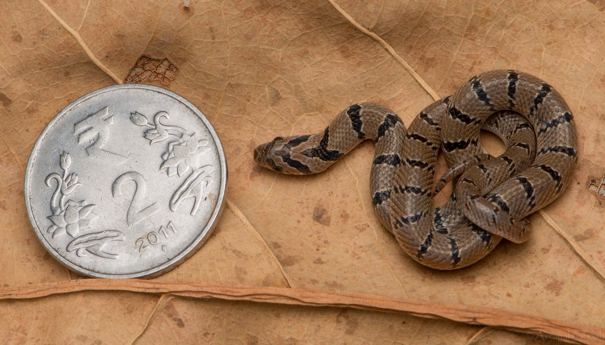 Got a call last night from one of the hostels and...Hatchlings out in winter? Interesting.. Although not much winter around here. Common kukri #snake (Oligodon arnensis) #small #reptile #macrophotography #kiddo #snakesofindia