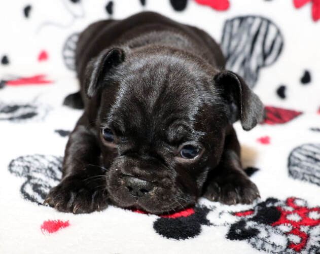 traitify's tweet photo. This is Sophie
At almost a year and a half, this French Bulldog's high openness is buzzing. It's been nearly impossible for @ryanlchandler to find her something she doesn't enjoy. They grow up so fast.
#traitify #petswithpersonality https://t.co/v3m6u2ciJT
