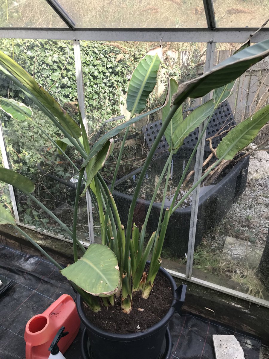 This lovely bird of paradise is starting to look so much better now I have treated the woolly aphids and removed the dead leaves ⁦⁦<a href="/EstatesRcht/">RCHT Estates & Facilities</a>⁩ ⁦<a href="/MatHenderson87/">Mathew Henderson</a>⁩ <a href="/s_greenslade/">Sarah Walker</a>⁩ ⁦<a href="/NHSEngland/">NHS England</a>⁩ ⁦<a href="/RoyalHistSoc/">Royal Historical Society</a>⁩ ⁦⁦<a href="/edenproject/">Eden Project</a>⁩