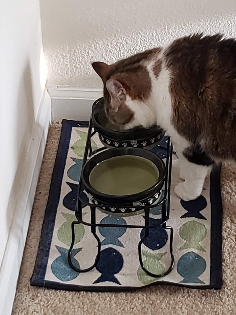 seachelle669's tweet image. Day 5
I’ve been nominated by @kittehsofLC to produce a picture a day for 7 days to portray current life.

Any furpals that wish to join me please do.

#CatsOfTwitter 
#HandsomeCatClub