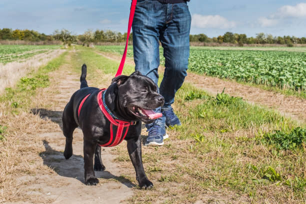 AllDogsMatter's tweet photo. We’re challenging you to walk 25, 50, or 100 miles during @NatPetMonthUK in April! Whether you’re a novice or a seasoned walker, join us and raise money for rescue dogs in need.

To find out more, click below https://t.co/hlPEITVKrp

#challenge #rescuedogs #fundraising https://t.co/HuhtL2YhUV