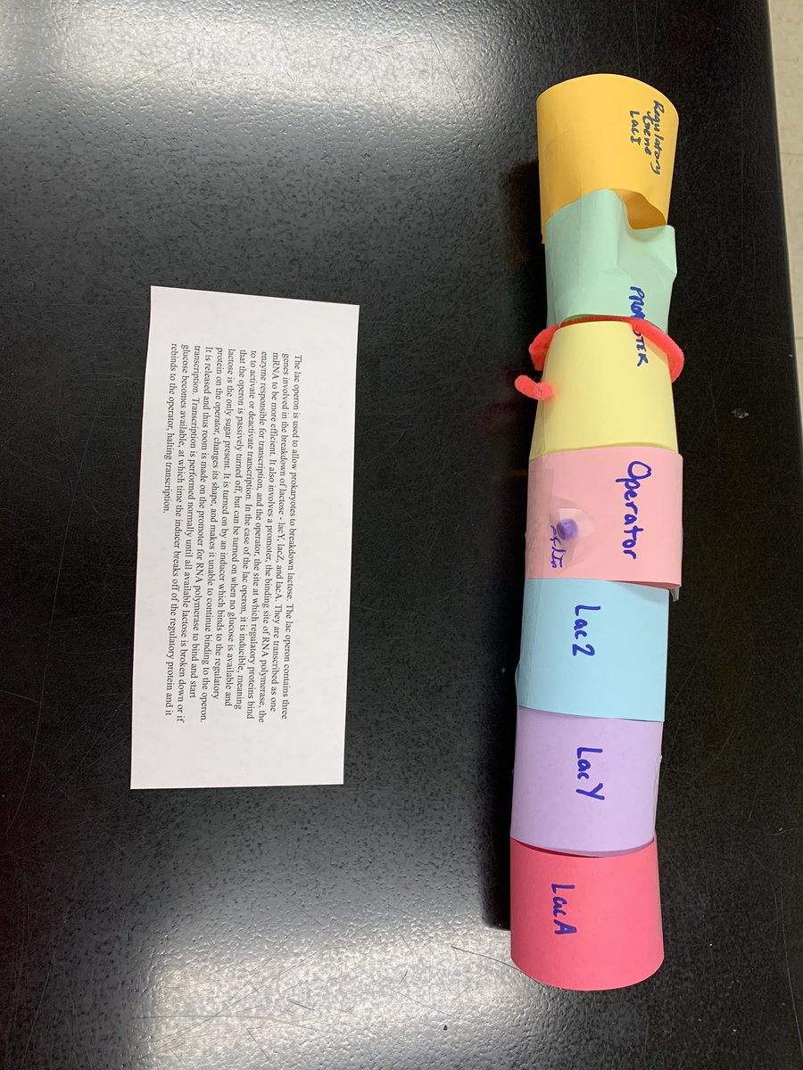 FHSBioVinson's tweet photo. Operon model Creation #APBio @AdminsFHS @FCSWildcats #putnwork https://t.co/ZoPWQ7NXPC
