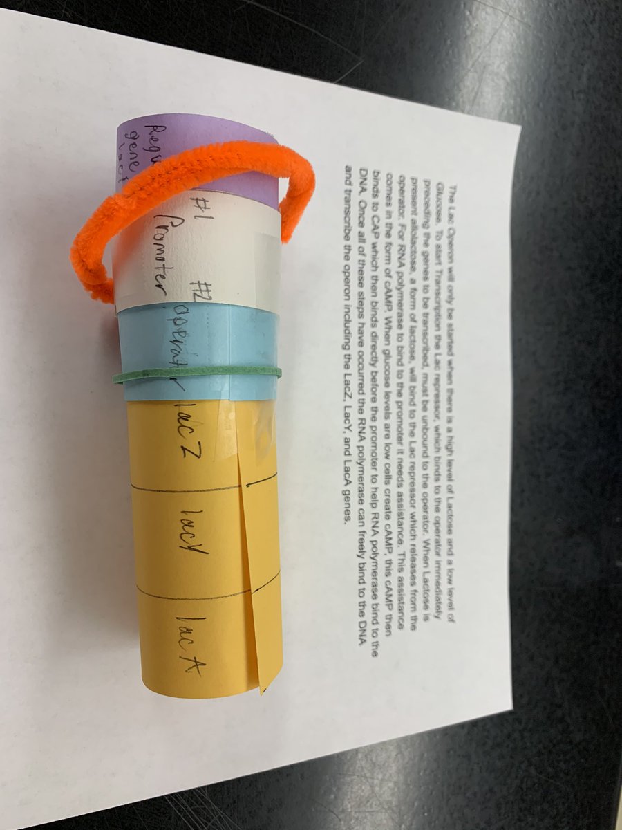 FHSBioVinson's tweet photo. Operon model Creation #APBio @AdminsFHS @FCSWildcats #putnwork https://t.co/ZoPWQ7NXPC