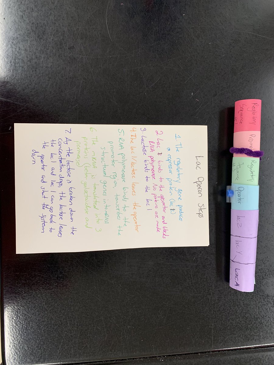 FHSBioVinson's tweet photo. Operon model Creation #APBio @AdminsFHS @FCSWildcats #putnwork https://t.co/ZoPWQ7NXPC