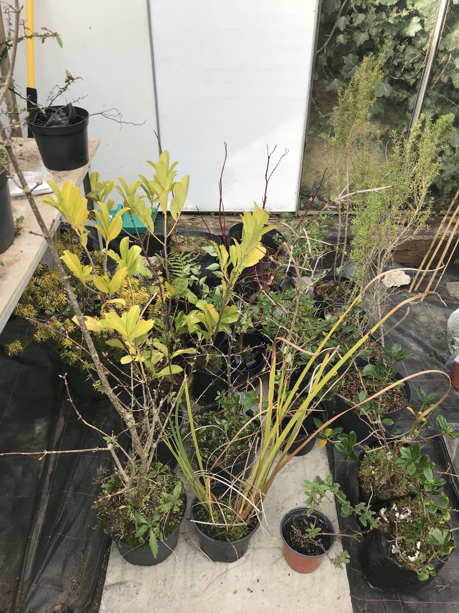Looking forward to giving these little gems some well needed TLC and planting them around the RCH site this spring ⁦<a href="/EstatesRcht/">RCHT Estates & Facilities</a>⁩ ⁦<a href="/RoyalHortSoc/">Royal Horticultural</a>⁩ ⁦<a href="/DuchyNursery/">DuchyNursery</a>⁩ ⁦<a href="/NHSEngland/">NHS England</a>⁩ ⁦<a href="/s_greenslade/">Sarah Walker</a>⁩