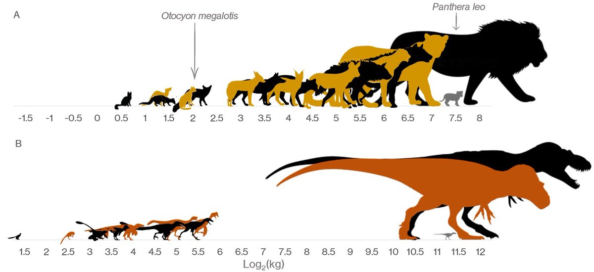 Unlike modern carnivore communities, carnivorous dino groups mostly lacked species that were middle-sized as adults. A new study finds this absence appears to have been driven by distinctive dino biology, in which giant adults start out as tiny hatchlings. fcld.ly/tfx85ta