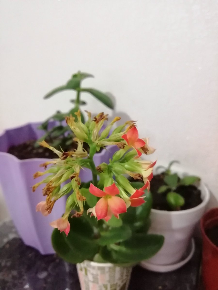 tsariunbold.85@yahoo.com (@tsariunbold8) on Twitter photo 