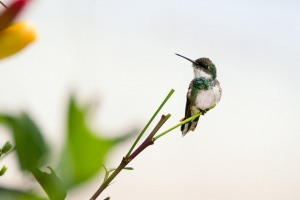 CDSDundee's tweet photo. So just what is it about the hummingbird? The idea has become a synonymous and iconic image to those familiar with the Capital story... https://t.co/ZzpF0L1w9t @EwenGallie @noremacpix @PaulMacandrew 8 @markharvie1 @Cocomac5 @AlexanderMain @CapDocSolutions @CDSDundee

#Bird https://t.co/dXmjwcwHyX