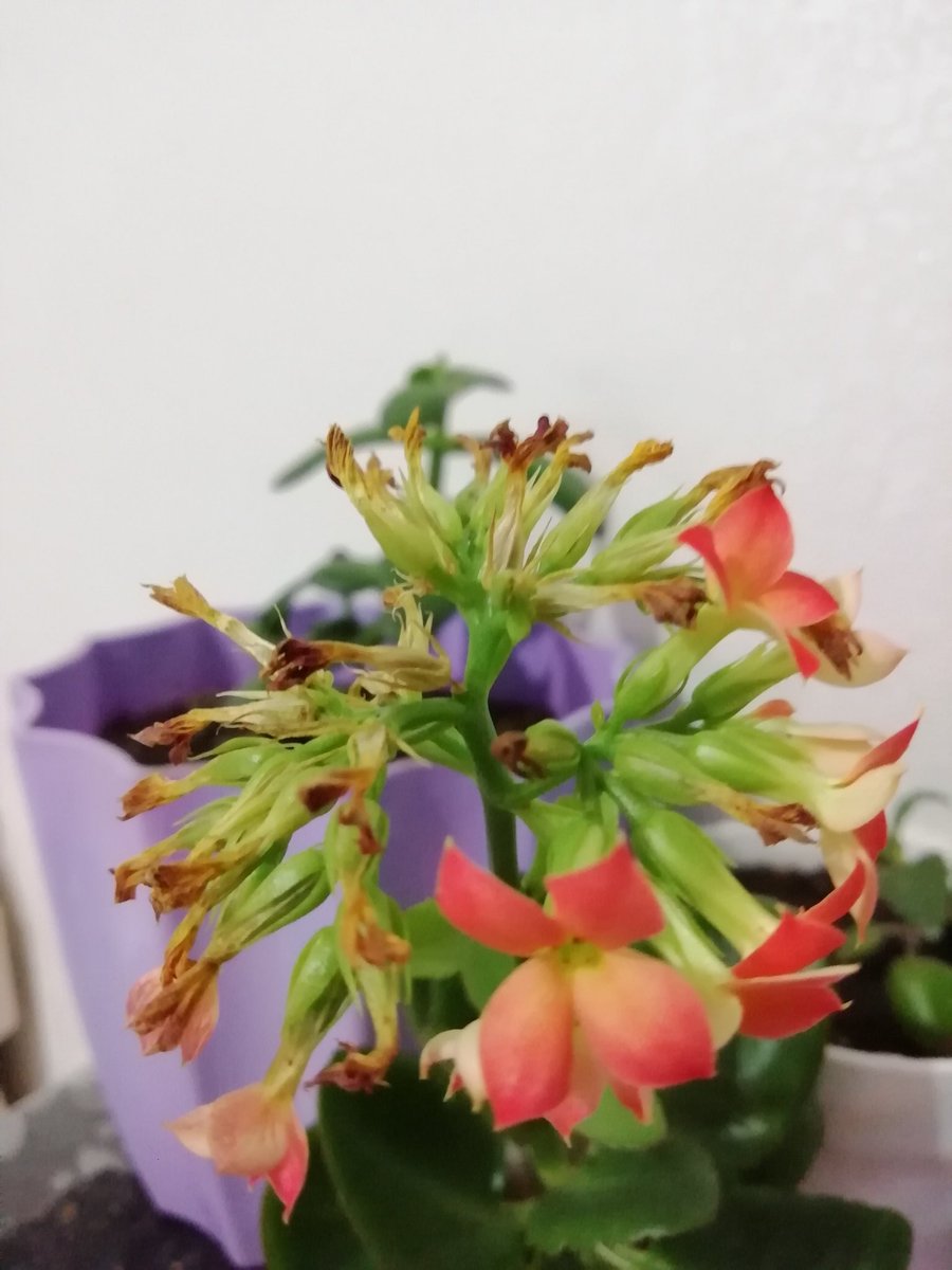 Цэцэг мэт үргэлж дээшээ дэлбээлж яваарай та нар Сайхан амараарай