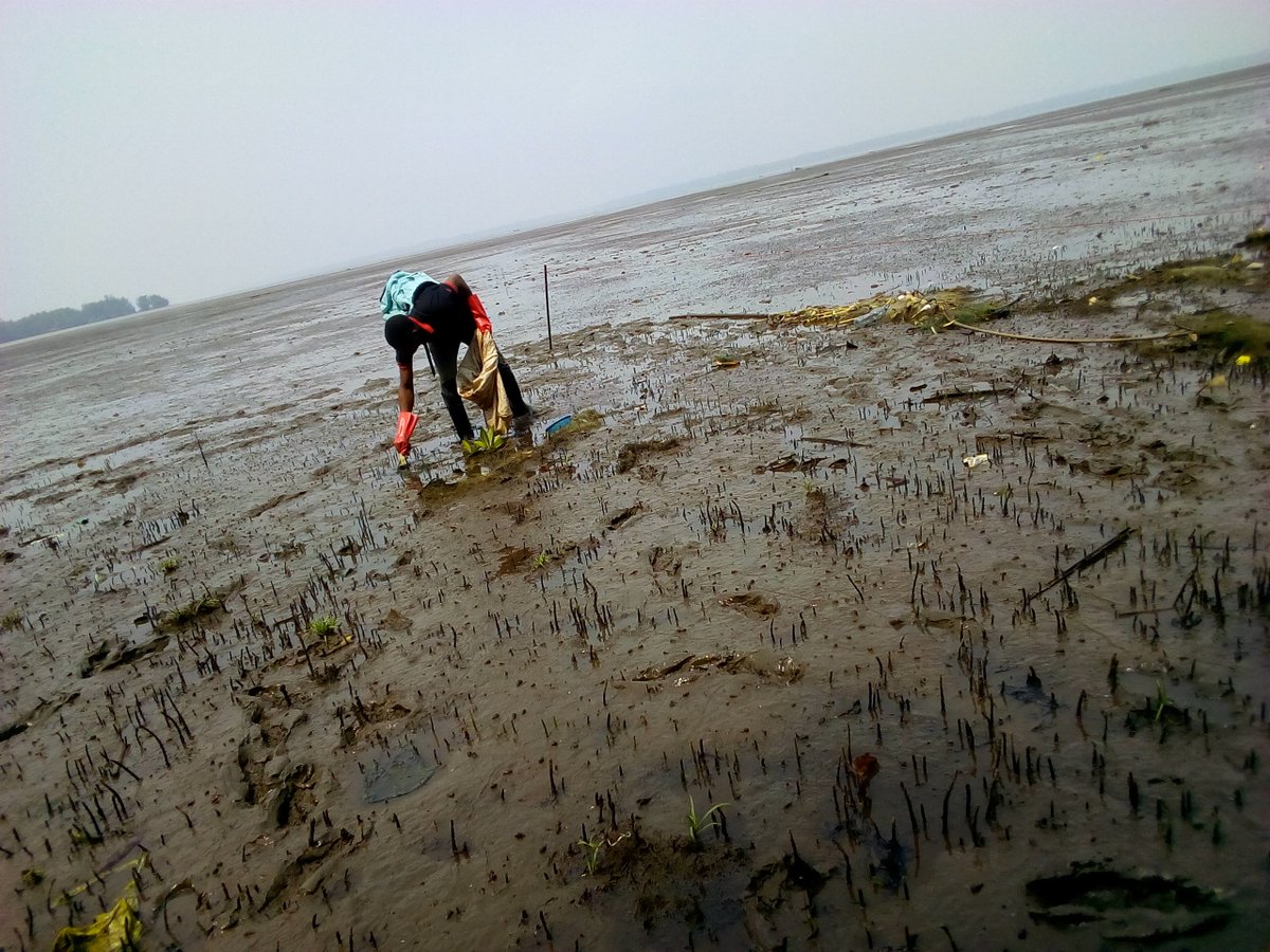 la pollution des mangroves est un probleme serieux. mobilisons nous pour leur nettoyage
#mangrovepropre
<a href="/jvecmr/">JVE Cameroun</a> <a href="/Jveivoire/">JVE Côte d'Ivoire</a> @jvesenegal <a href="/HPaglaga/">Hervé Donatien MAKEBEL PAGLAGA</a> <a href="/AzimbombiM/">Azimbombi Myra</a>