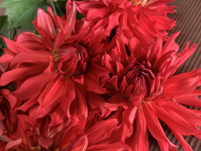 優雅 高画質 のtwitterイラスト検索結果