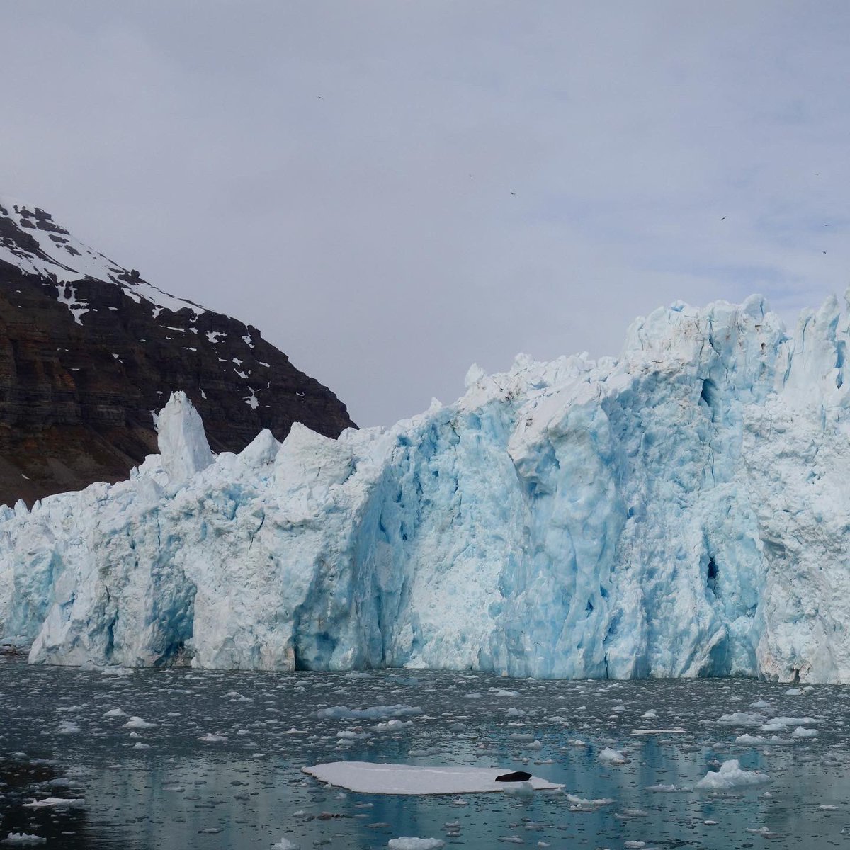 NPIglaciology's tweet photo. What’s up with the land-terminating glaciers in Svalbard and the large icebergs along its coastline? Read more at https://t.co/6KHUwbGRnn

#Svalbard #Calving #Glaciers #Glaciology #Npolar #Tunabreen #Copernicus #ESA #IceCliffs #Icebergs #Seals https://t.co/0NsEt4apCL