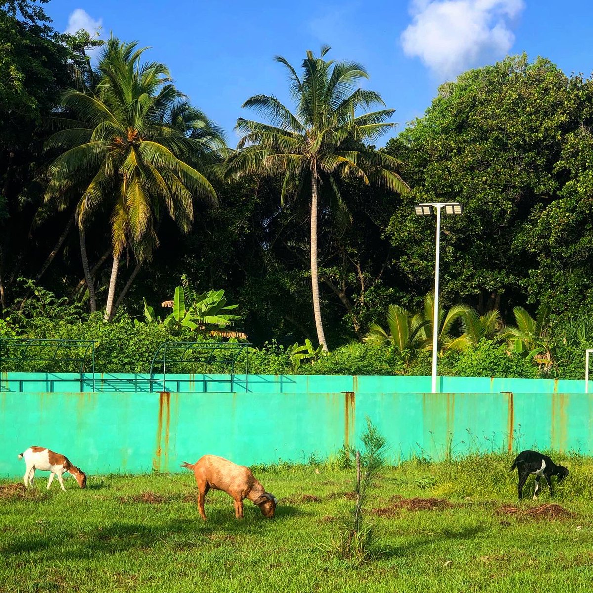 Just passing through 

#fuvahmulah #localislandmaldives #visitfuvahmulah