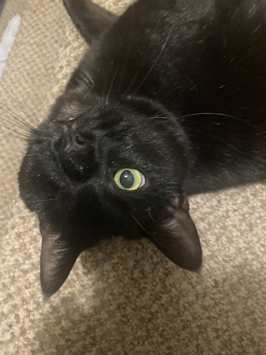 Harold Cat (@oneeyedharold) on Twitter photo 