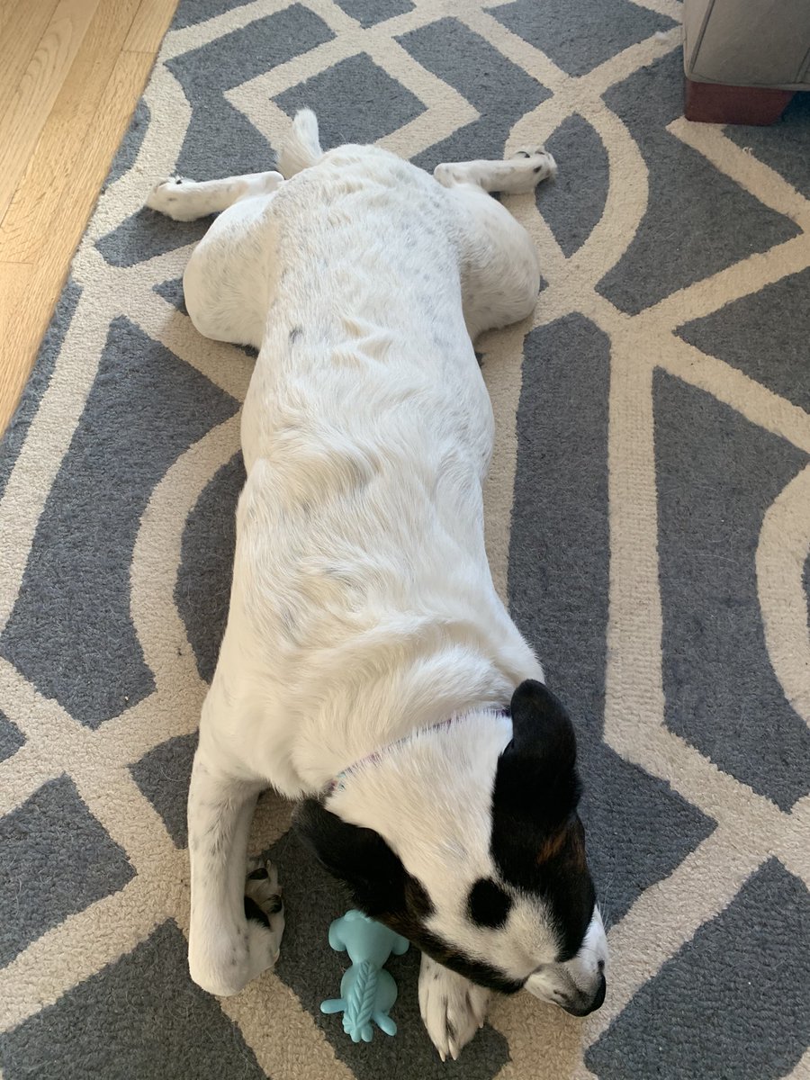 mploke's tweet photo. She prefers lazy dog pose during #NDSEC Connections Yoga virtual conference https://t.co/wTIBo7LrPo
