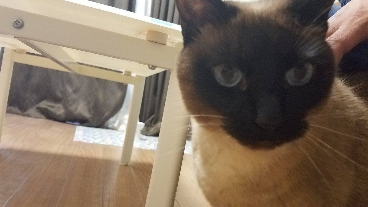 シャム猫 Twitter Search